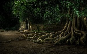 Secuoya y arco en la noche en Quinta das Lágrimas