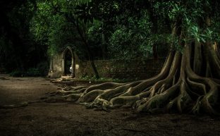 Secuoya y arco en la noche en Quinta das Lágrimas
