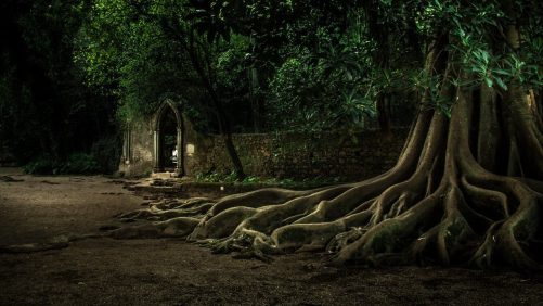 Secuoya y arco en la noche en Quinta das Lágrimas