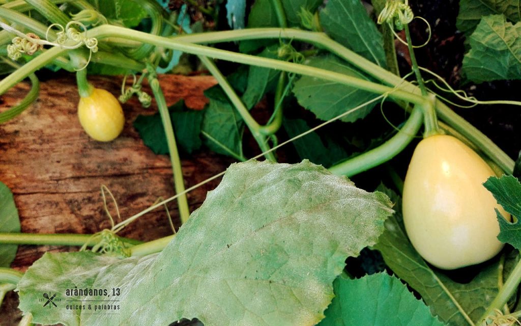 Planta de calabazas