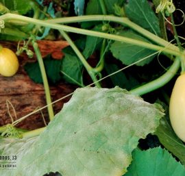 algo sobre calabazas