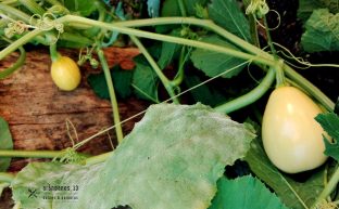 Planta de calabazas