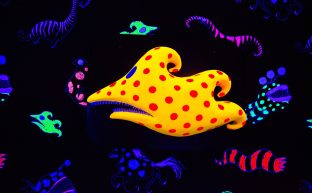 dibujo digital con peces multicolores